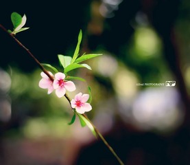 鲜花真的要插在牛粪上才美！