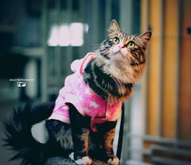 猫猫