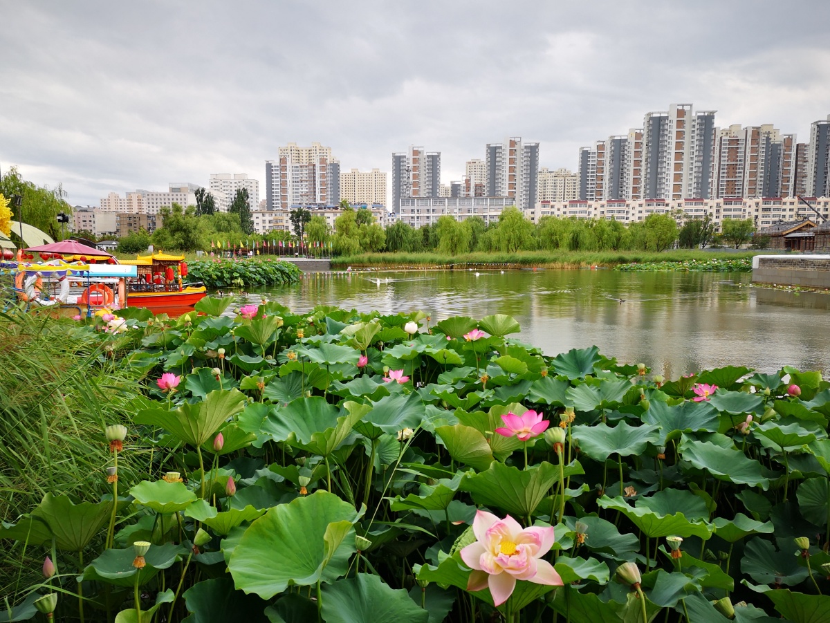 夏日护城河里的荷花与