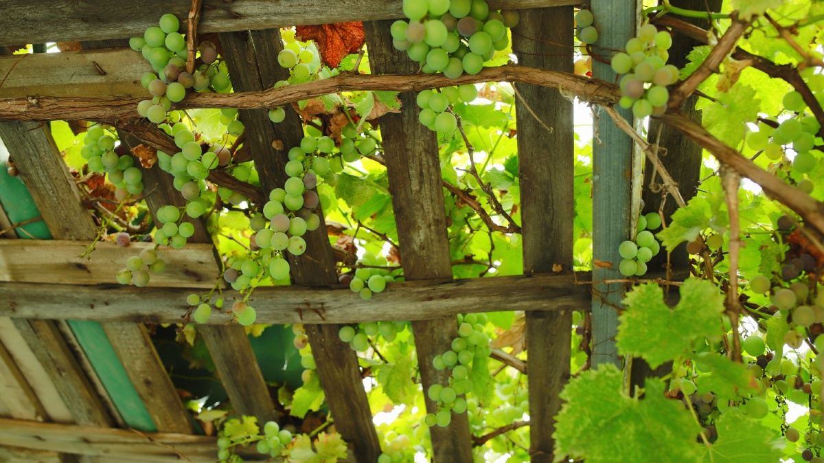 葡萄架下的孩子