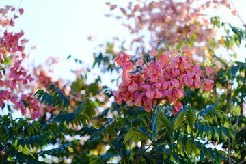 DSCF0217