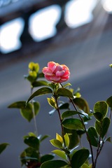E0FE5732-D3BC-45F1-B1F6-A9A494189FCF/L0/001
