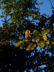 PA129717.jpg