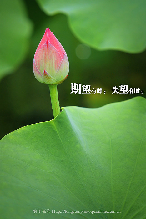 期望有时,失望有时