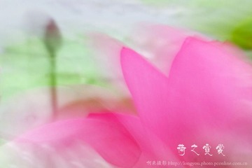 荷之霓裳1