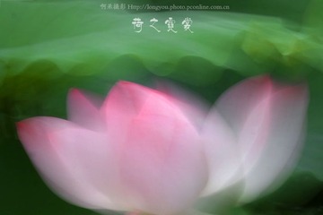 荷之霓裳2