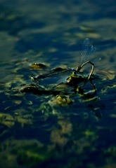水面上
