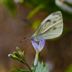 小虫