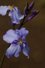 花1