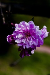 花2