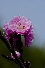 花3