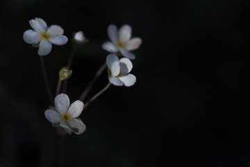 小野花