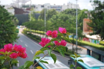 20110823游荡在华侨城-深南大道