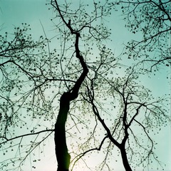 Fuji160S-1