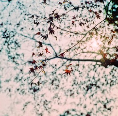 Fuji160S-25