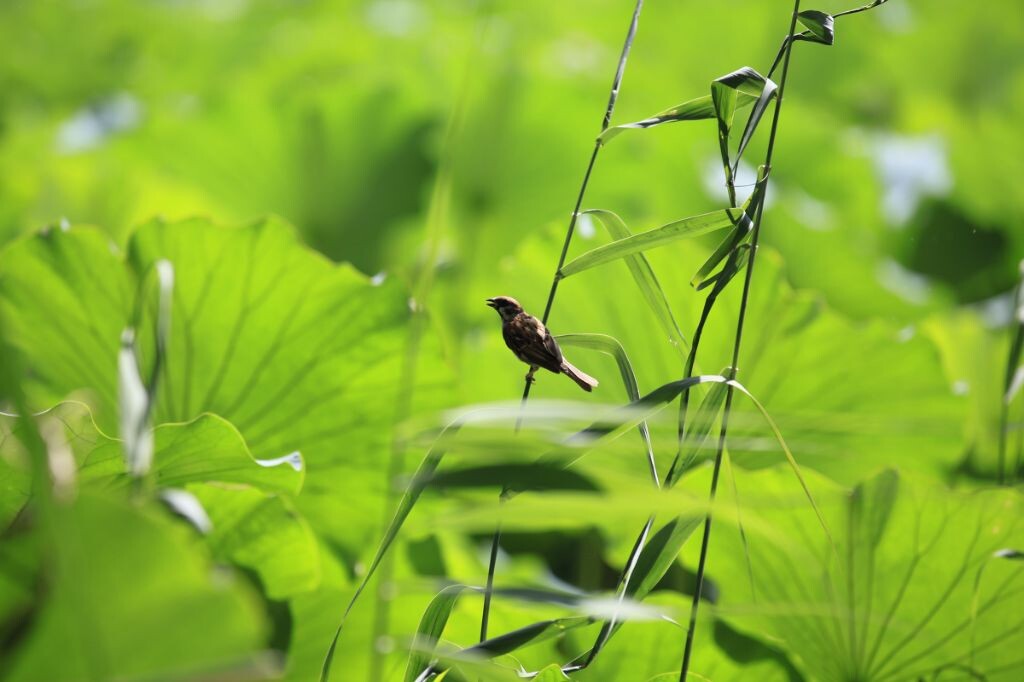 2013年8月24日，圆明园，在去找寻荷花的路上……