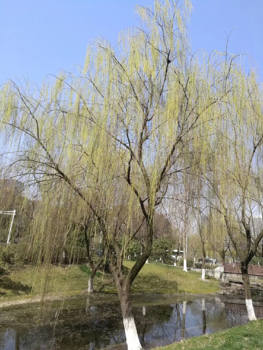 嫩绿初春的杨柳