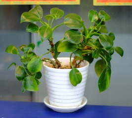 DSCF2566