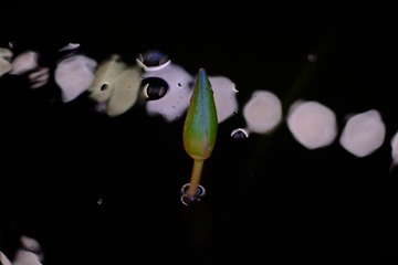 DSCF2582