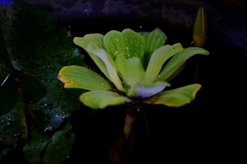 DSCF2587