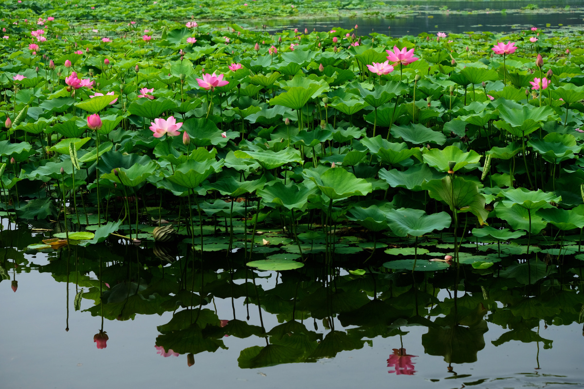 北京圆明园荷花进入盛放期赏荷荡舟正当时