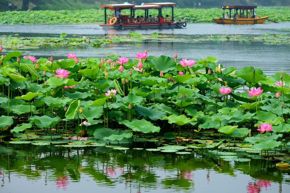 北京圆明园荷花进入盛放期赏荷荡舟正当时