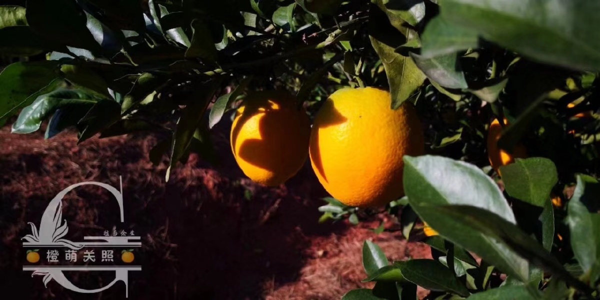 江西赣州的橙子好吃
