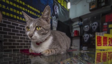 招财猫 千灯