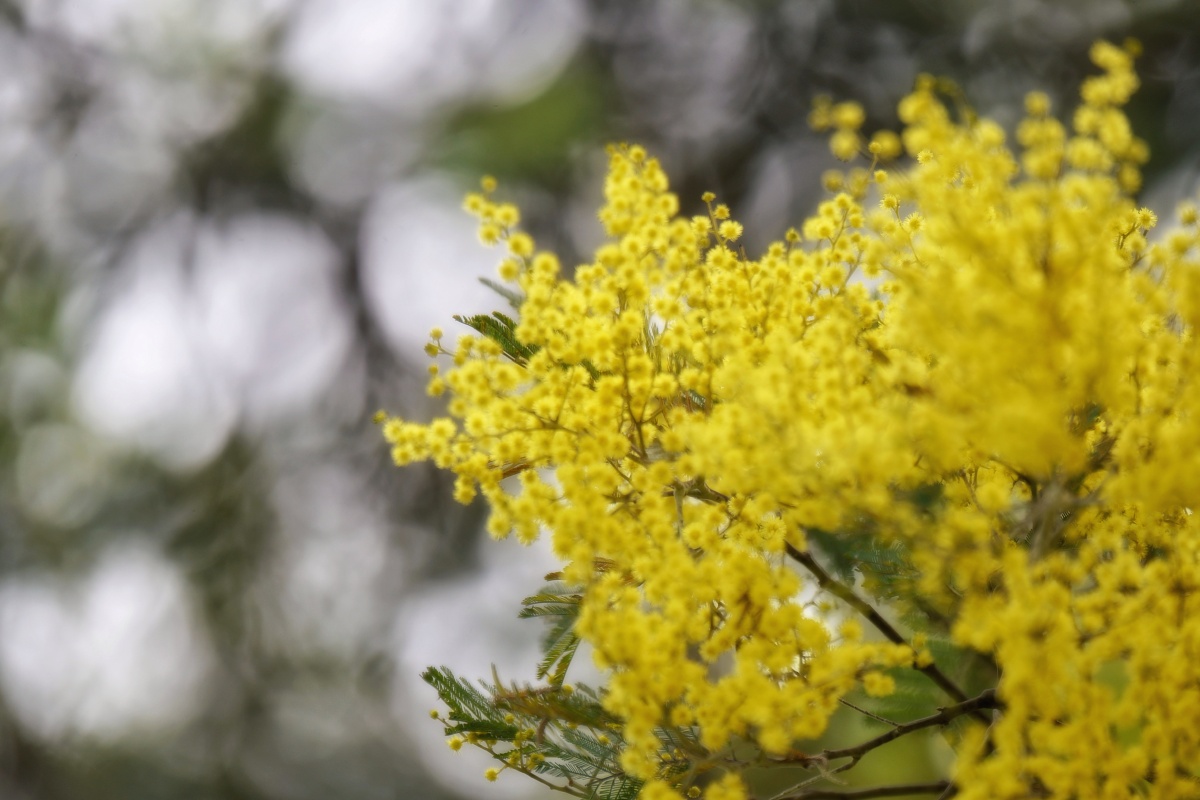 在一个有阳光的日子树上的小黄花