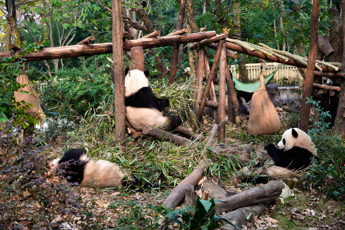 熊猫一家休闲时光