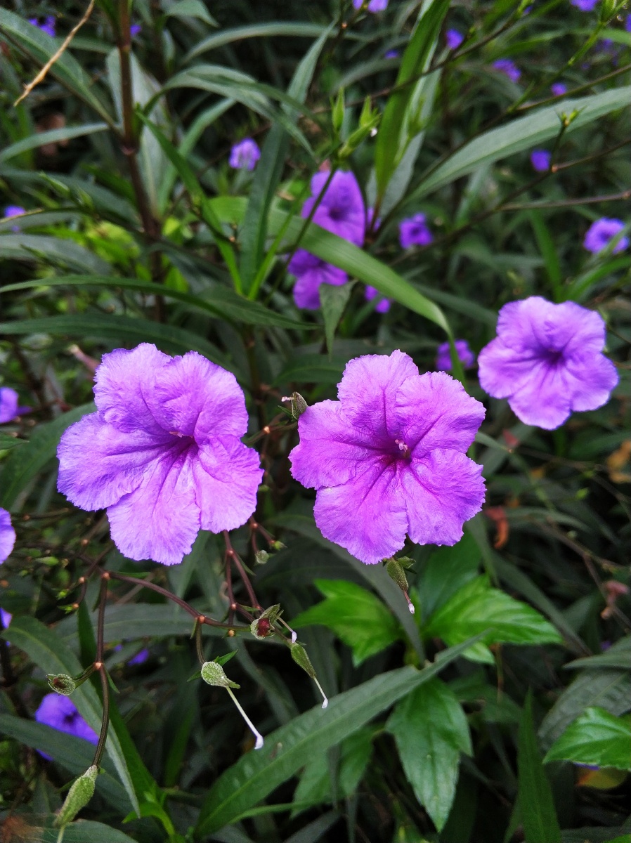 沾花惹草