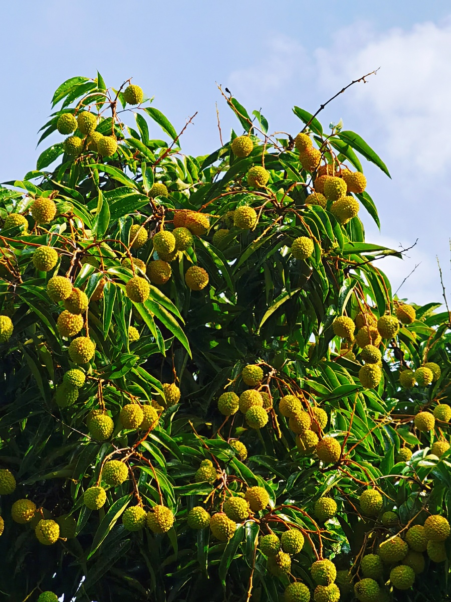 荔枝树上硕果累累!