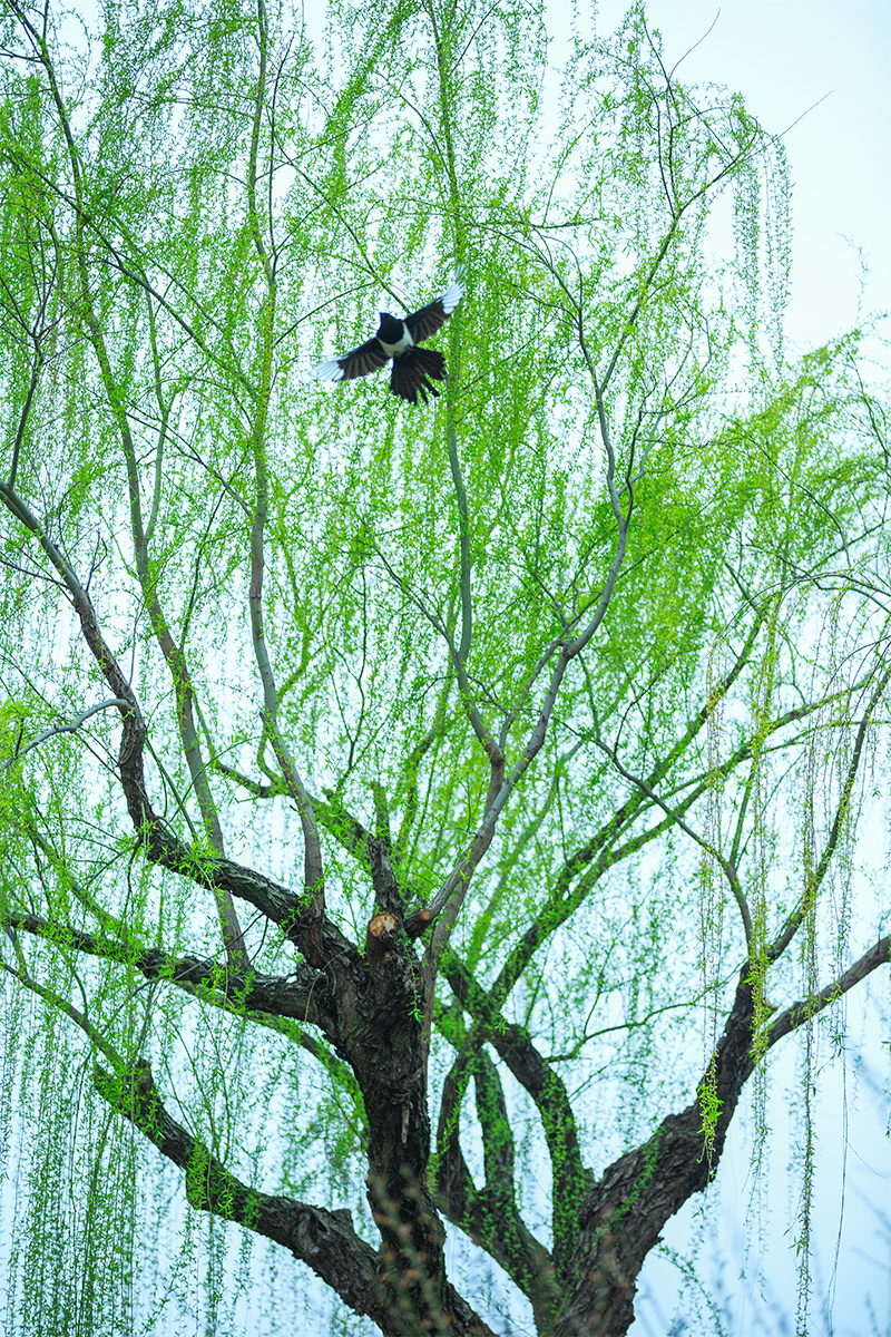 柳枝招展喜迎春