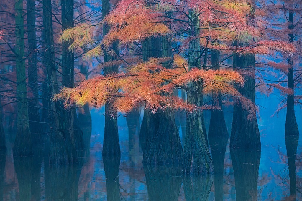 南京六合区止马岭景区，每到深秋之季是观赏水杉最美的时候，五彩斑斓的水杉叶挂在湖面上，如同一朵朵祥云飘荡，非常漂亮。