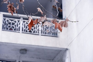 XAX_0225