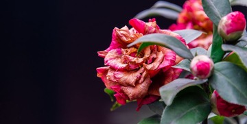 XAX_1174