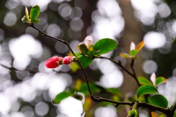 XAX_1788