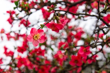 XAX_1798