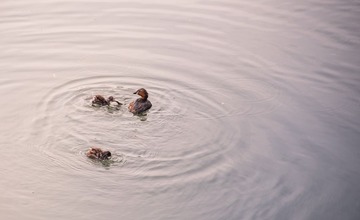 55_140517_300 mm