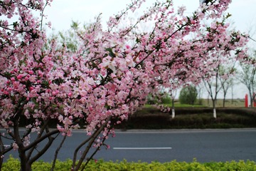 IMG_0575_