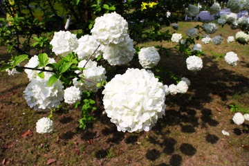 IMG_0708_