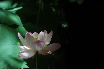 荷花_030