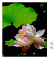 雨荷