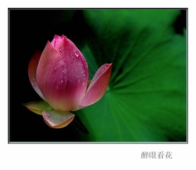 醉眼看花