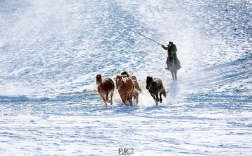 雪原记忆