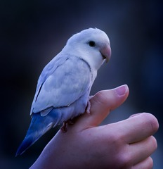 30236