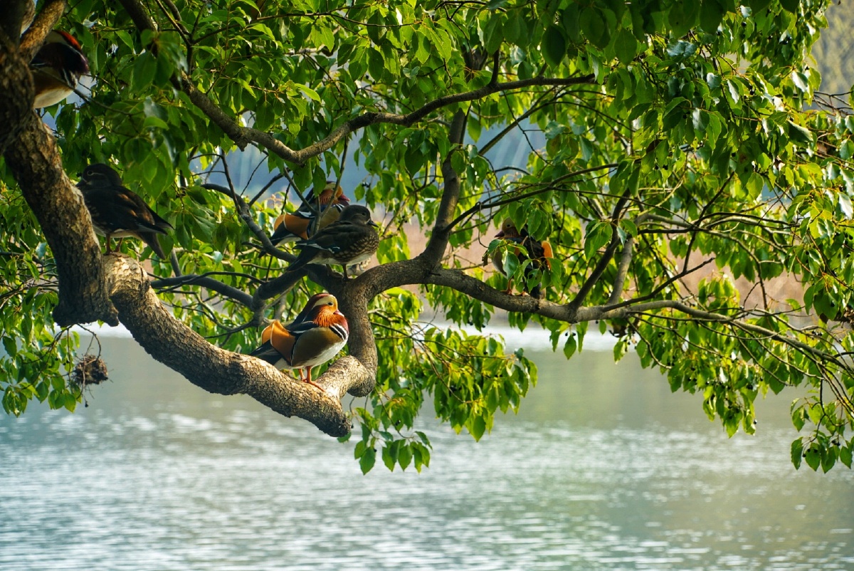 树上的鸳鸯成双对