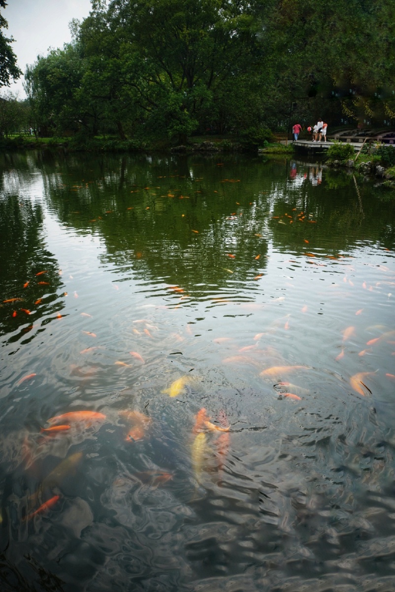 红鱼池花港观鱼
