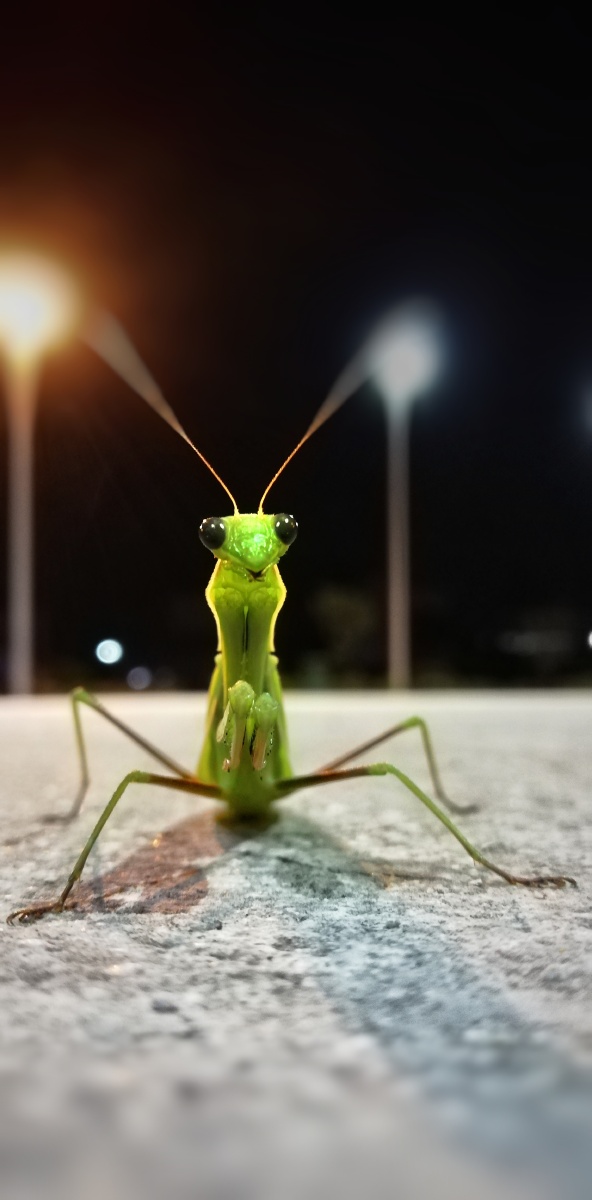 名称螳螂老图彩版拍摄者南域落魄人设备nova3e后期snapseed日期