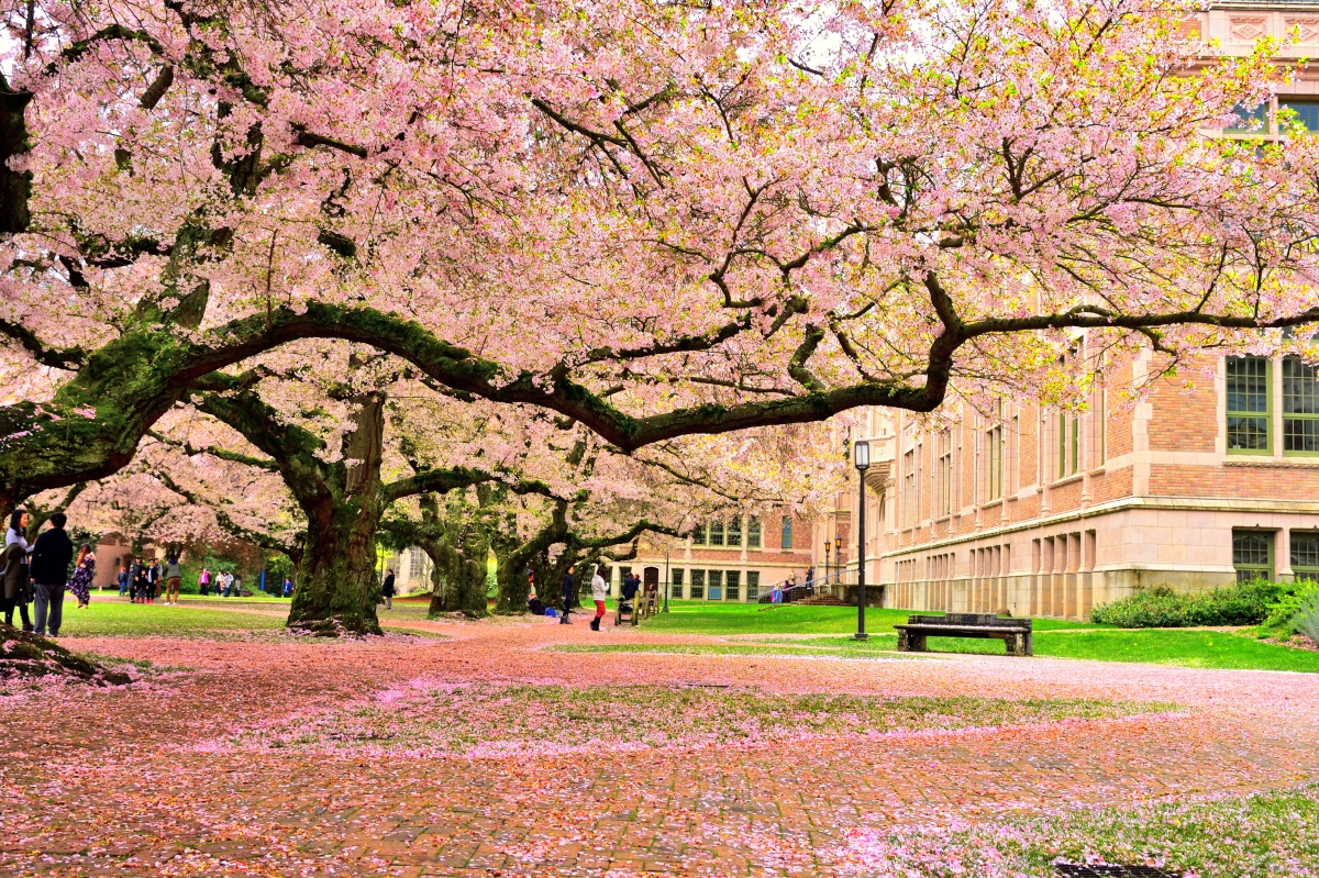 樱花,2018年4月摄于美国华盛顿大学